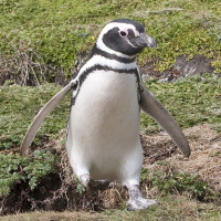 Magellanic Penguin